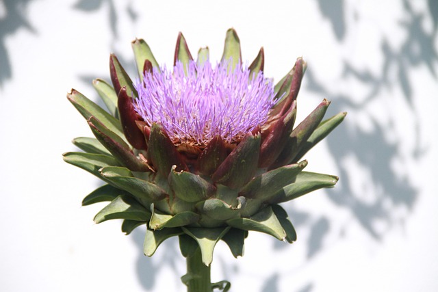Alcachofa, Flor, Planta, Verduras