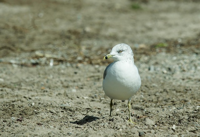 Möwe, Vogel, Strand, Seevögel, Tier