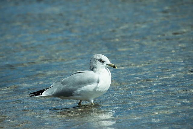 Vogel, Wasser, Blau