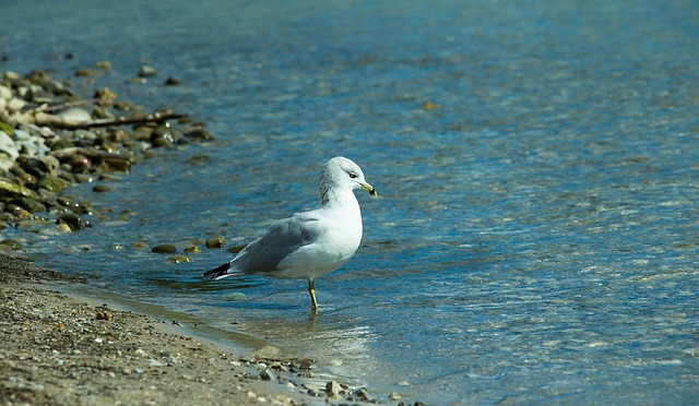 Möwe, Vogel, Strand, Seevögel, Tier