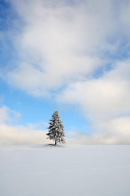 Tanne, Schnee, Winter, Baum, Einsam, Eis