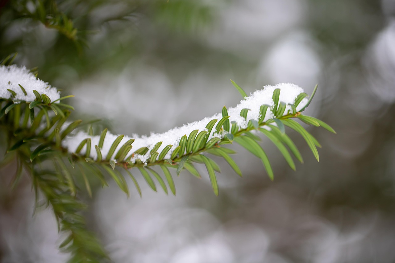 针叶树 植物 冰 - Pixabay上的免费照片 - Pixabay