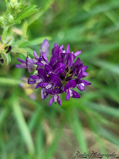 Free Purple Flower photo and picture