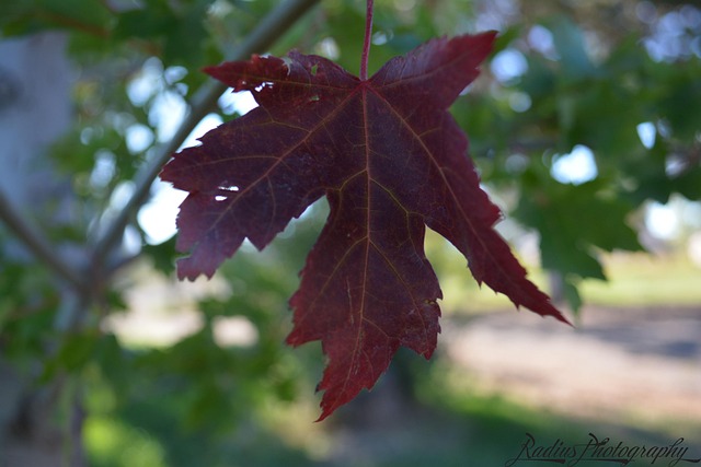 Free Red Leaf photo and picture