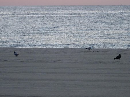 Free Sea Birds photo and picture