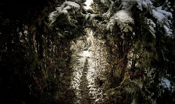 Free Trees Forest photo and picture