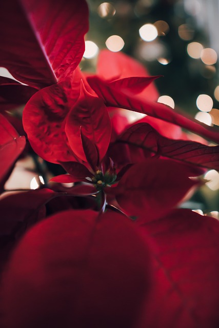 Free Christmas Merry Christmas photo and picture