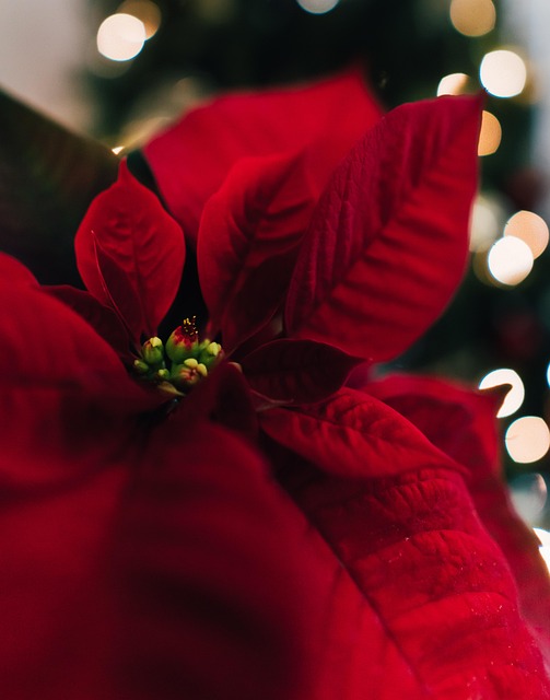 Free Christmas Merry Christmas photo and picture