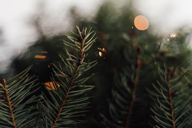 Free Merry Christmas Christmas photo and picture