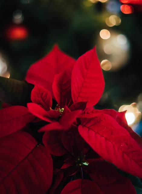 Free Christmas Merry Christmas photo and picture
