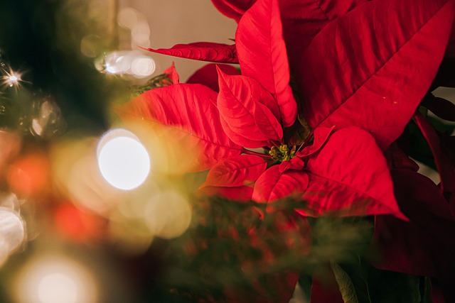 Free Christmas Merry Christmas photo and picture
