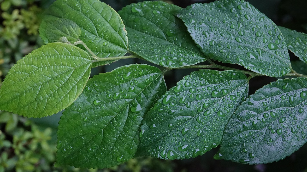 Deep Green Free photo on Pixabay Pixabay