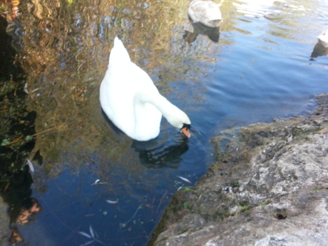 Free Swan Bird photo and picture