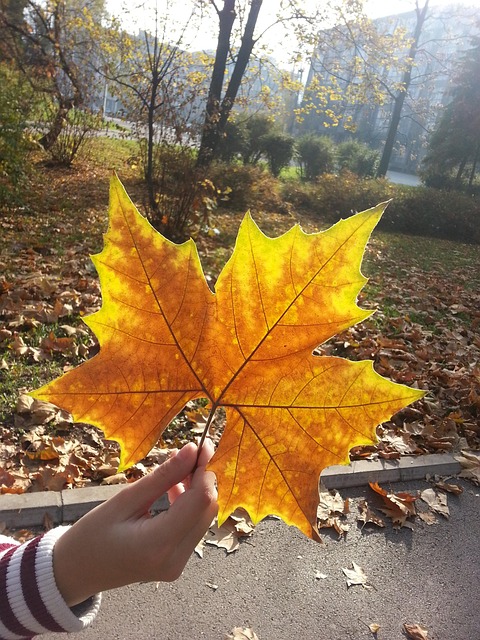 Free Leaf Fall photo and picture