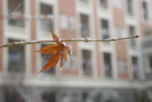 Free The Leaves Snow photo and picture