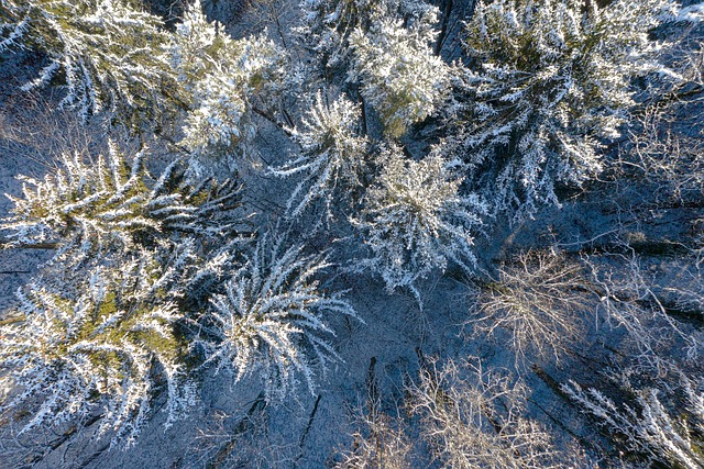 Free Trees Forest photo and picture