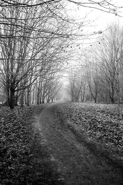 Free Alton Water Suffolk photo and picture
