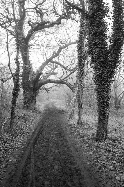 Free Alton Water Suffolk photo and picture