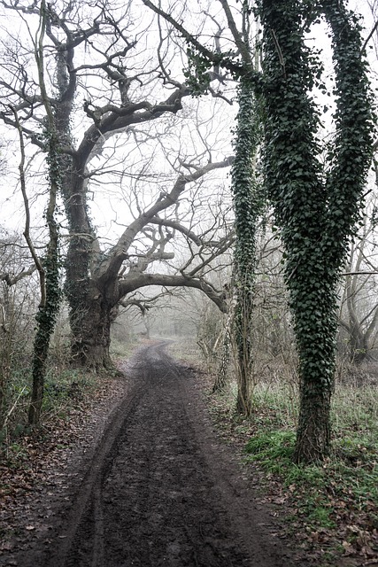 Free Alton Water Suffolk photo and picture