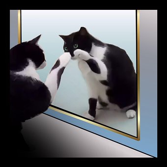 Selfie, Katze, Spiegelbild, Geheimnis