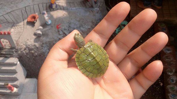 Free Turtle Tortoise photo and picture
