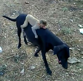 Free Animal Friends Animals Friendship photo and picture