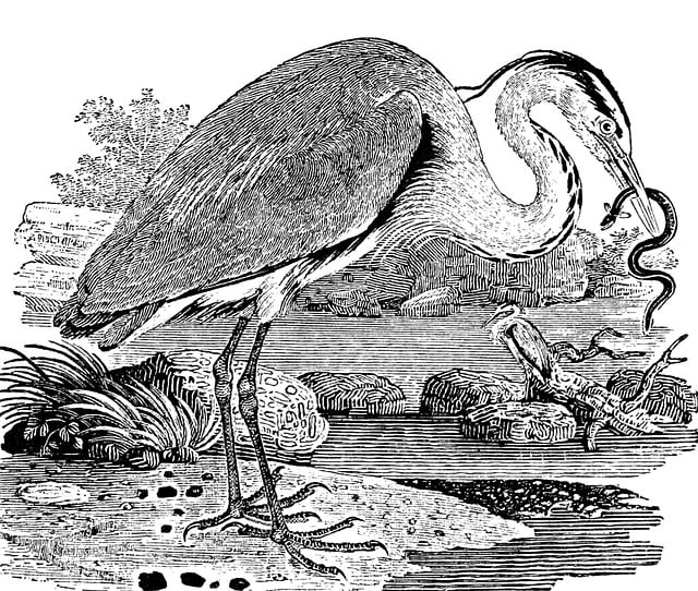 Free common heron bird heron illustration