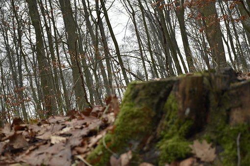 Free The Bark Tree photo and picture