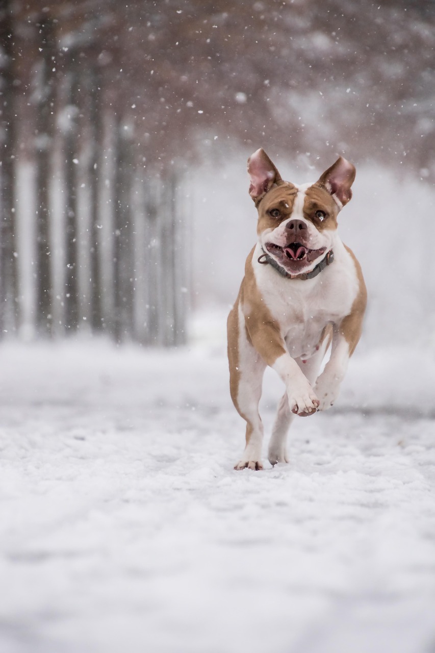 Download free HD stock image of Boxer Dog Free Boxer Dog photo and picture