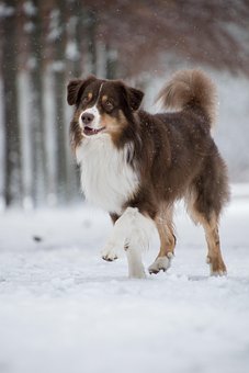 超过0 张关于 澳大利亚牧羊犬 和 狗 的免费图片