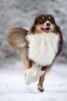超过0 张关于 澳大利亚牧羊犬 和 狗 的免费图片