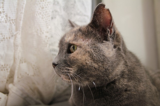 Free Gray Cat photo and picture