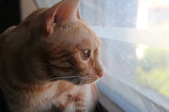 Free Cat Orange photo and picture