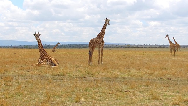 Free Animals Giraffe photo and picture