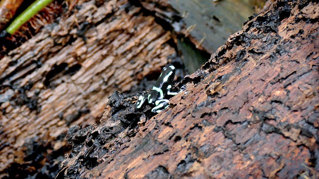 Free Frog Animal photo and picture