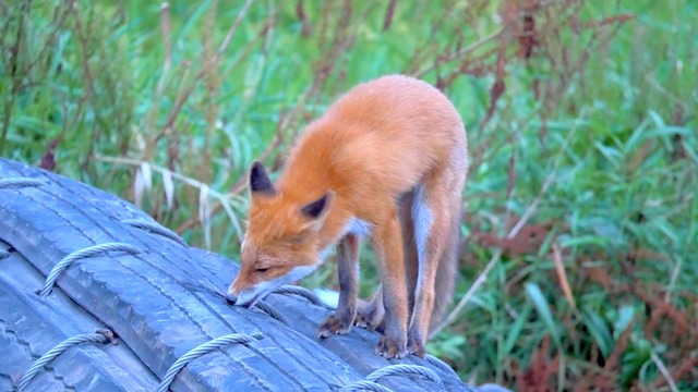 Free Fox Animal photo and picture