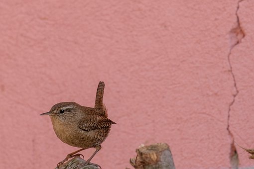 Free Small Nature photo and picture