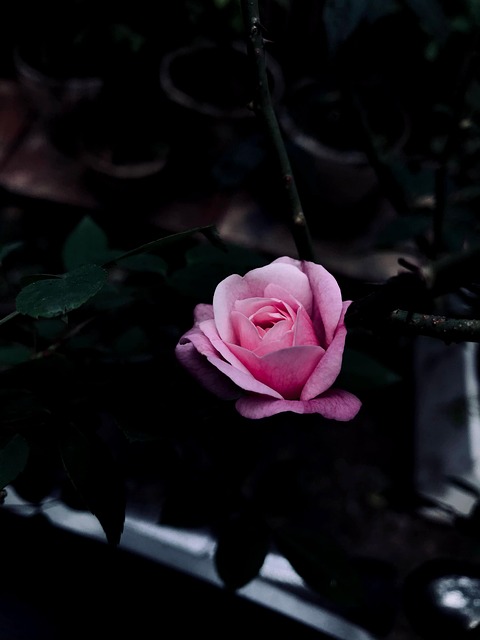 Rose, Blomst, Plante, Rosenblomst