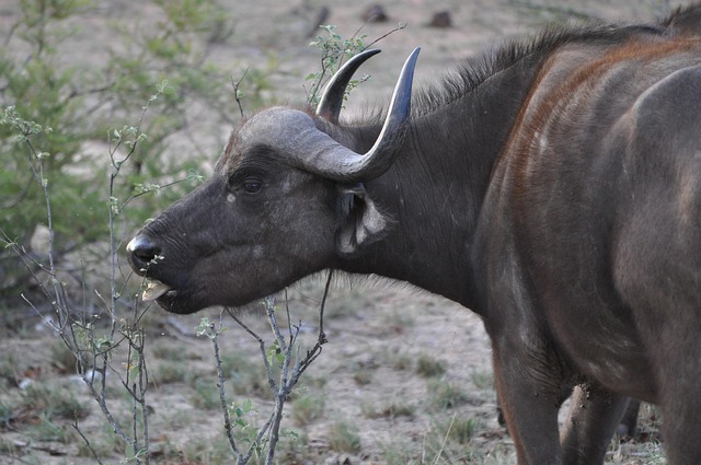 Free Water Buffalo South Africa photo and picture
