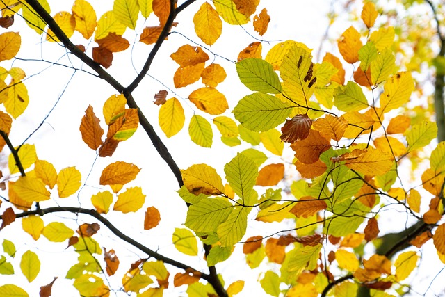 Free Autumn Leaves photo and picture