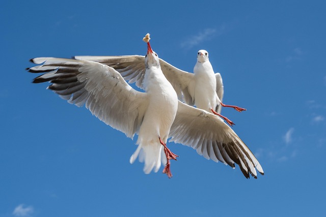 Free Seagulls Battle photo and picture