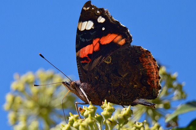 Free Butterfly Flower photo and picture