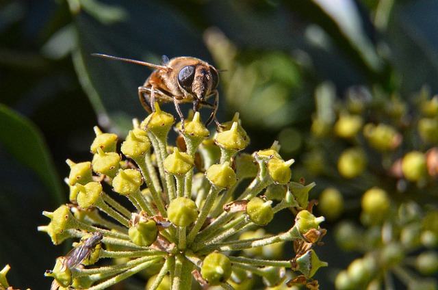 Free Fly Flower photo and picture