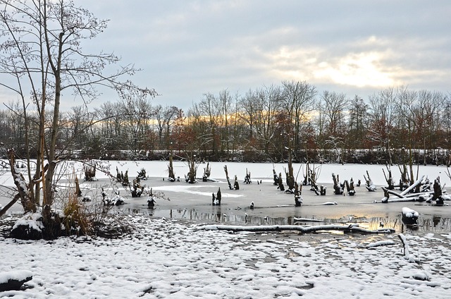 Free Snow Trees photo and picture