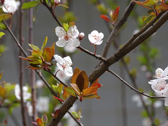 Peach Blossom Peachblossom Free photo on Pixabay Pixabay