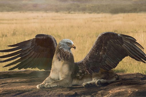 Free Griffin Savannah photo and picture