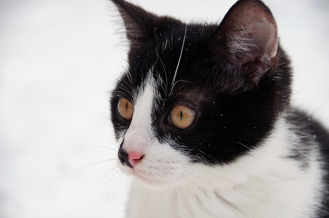 100+ Free User_Id:782511 Cat & Cat Images - Pixabay