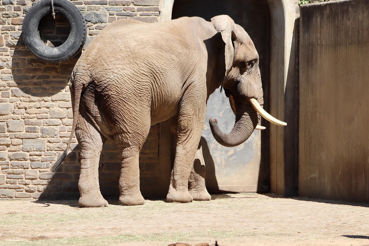 Elephant - free online jigsaw puzzle photo