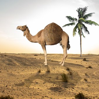 Tutorials, Wüste, Kamel, Palme