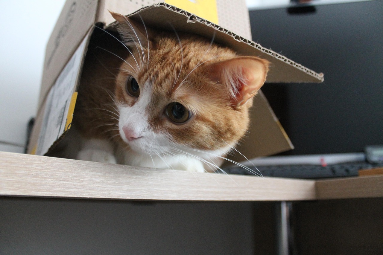 Box Kitty Cat Cat'S Free photo on Pixabay Pixabay